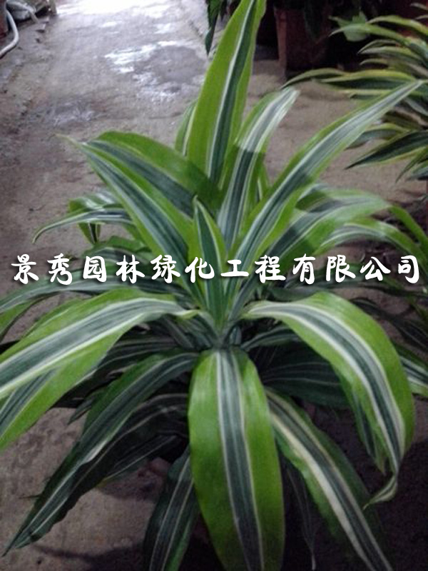 常州绿植租摆常州绿植租摆 常州绿植租摆选择常