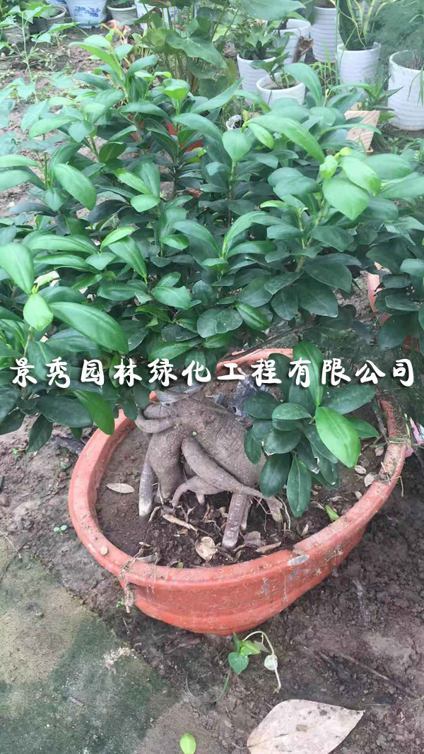 小叶榕