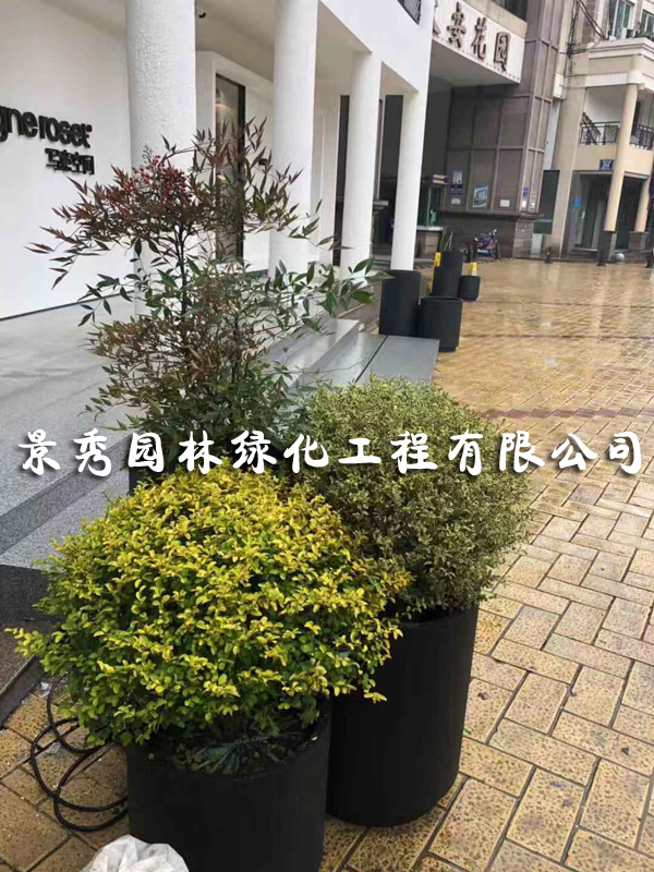 常州花木租赁