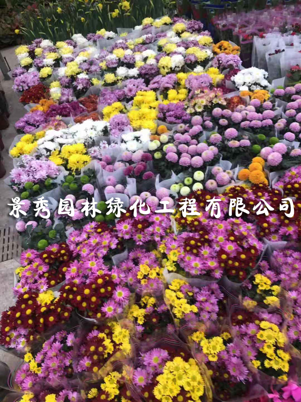 金盏菊