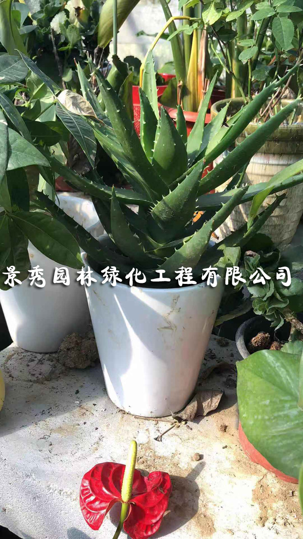 芦荟