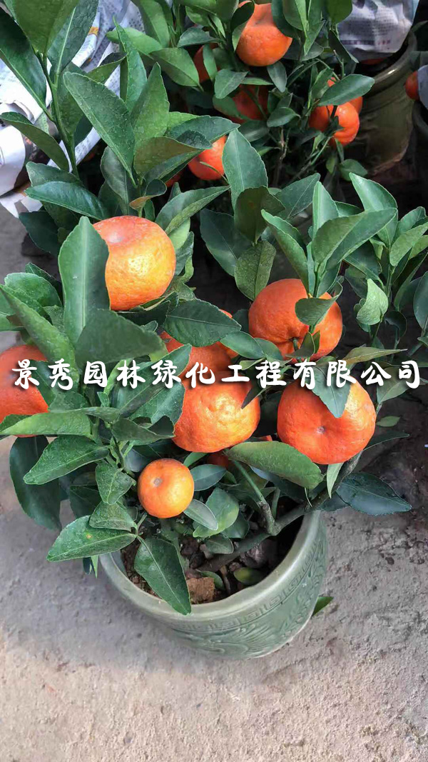 沙甜桔