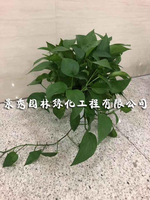 绿箩