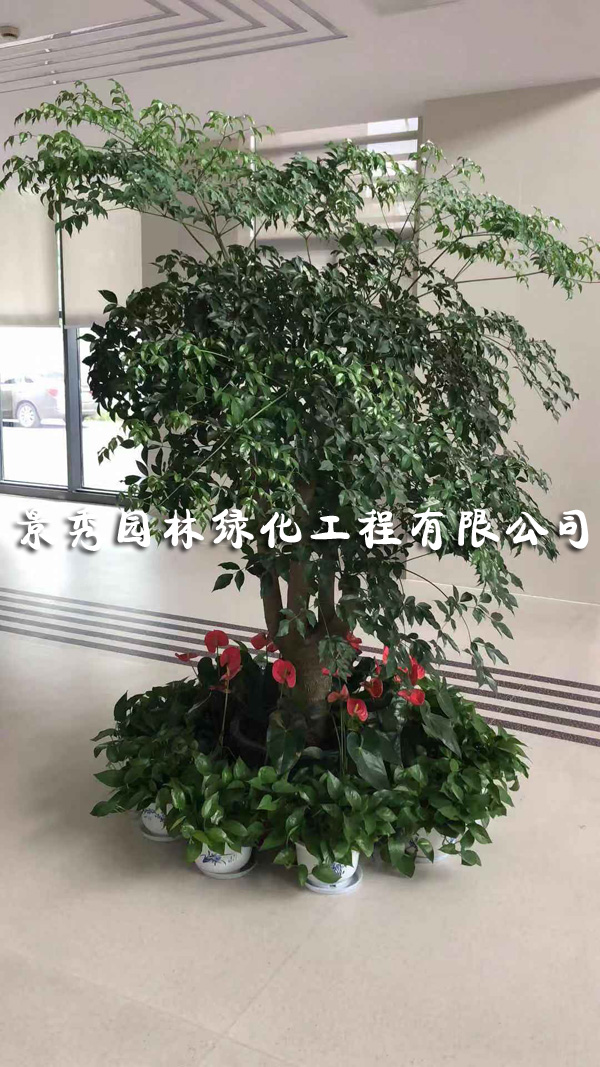 常州花木销售