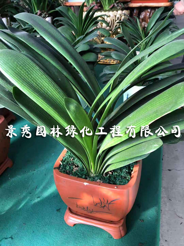 常州花木销售