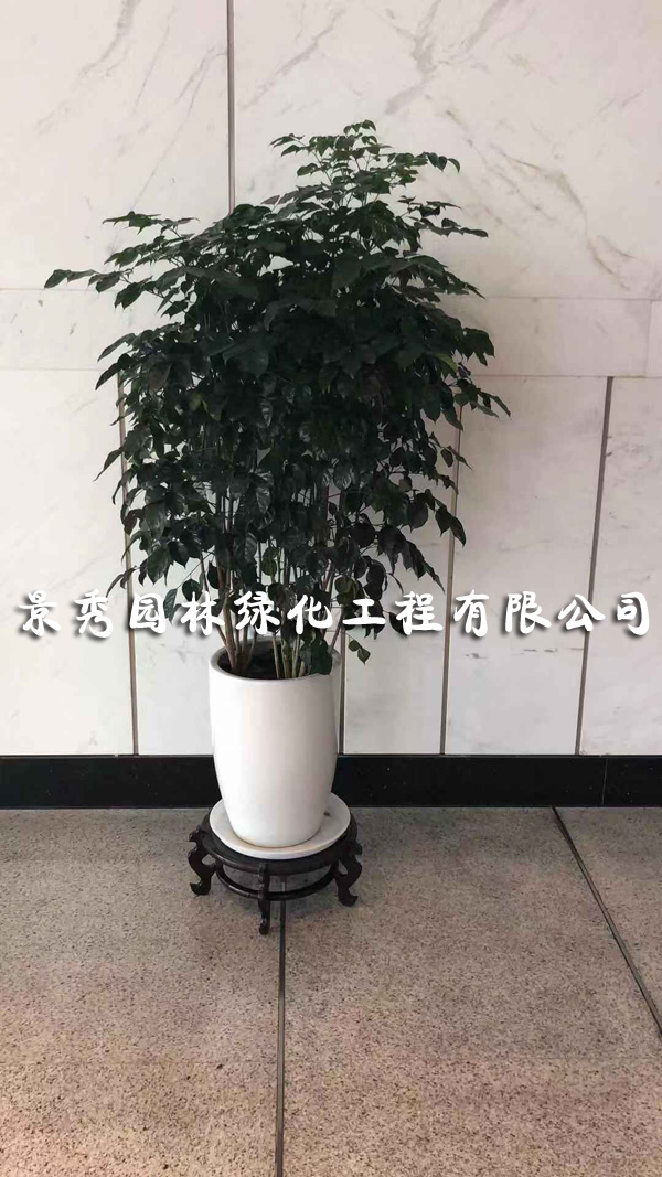 常州花木销售